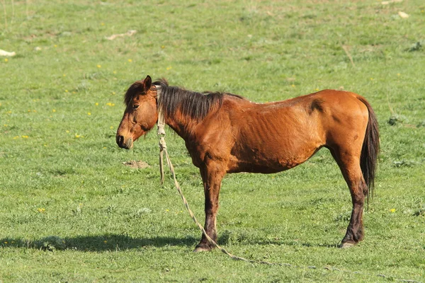 Osamělý kůň — Stock fotografie