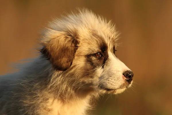 Köpek yavrusu sheperd köpek portresi — Stok fotoğraf