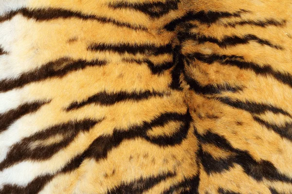 Real tiger textured fur — Stock Photo, Image