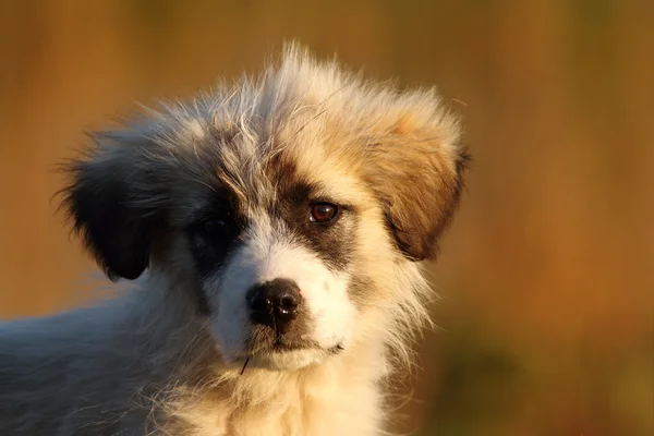 ルーマニア語羊飼い子犬の肖像画 — ストック写真