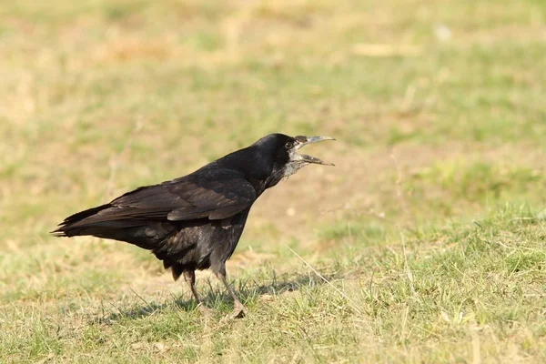 Rook on meadow — Stock Photo, Image