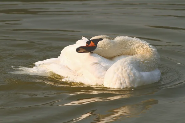 Efecto vintage imagen de cisne mudo en el agua — Foto de Stock