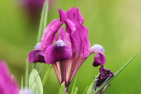 Flor de pumila de iris salvaje — Foto de Stock