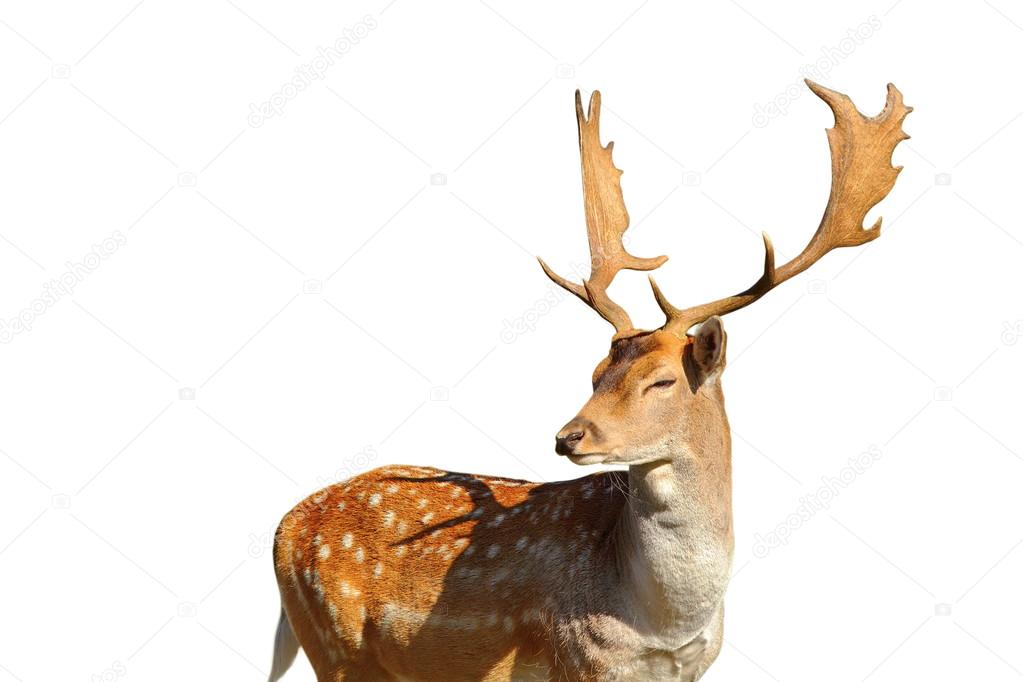 isolated fallow deer stag