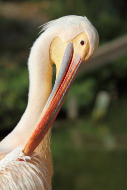 büyük Pelikan tüyleri dikkat çekici