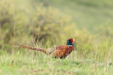 male pheasant in green grass clipart
