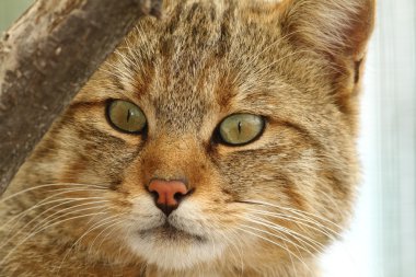 vahşi kedi portre hayvanat bahçesinde