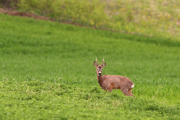 Bellissimo capriolo buck pascolo nel campo di erba medica — Foto Stock