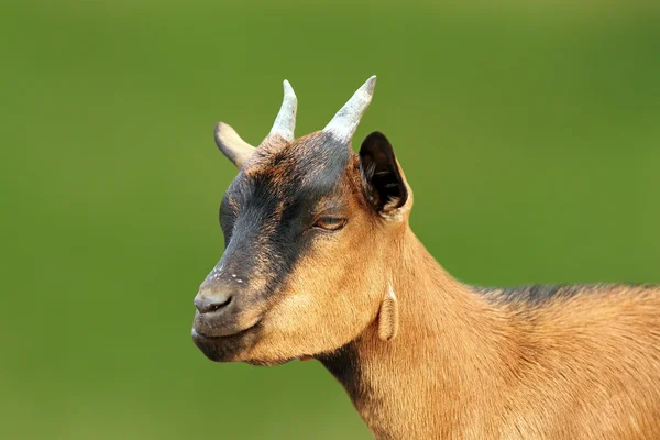 Close-up de cabra jovem marrom — Fotografia de Stock