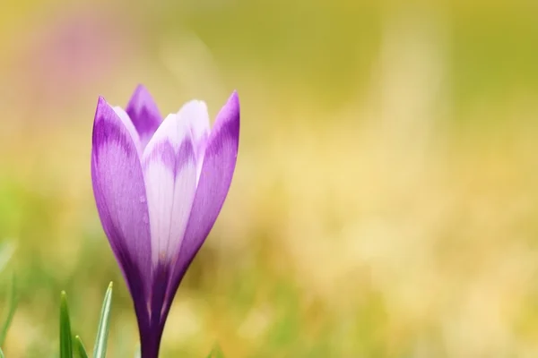 Bahar vahşi crocus closeup — Stok fotoğraf