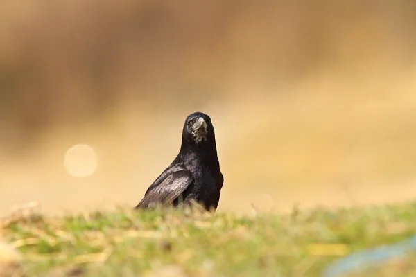 Corbeau regardant la caméra — Photo