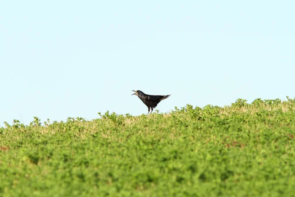 Crow singing on top of the hill — Stock Photo, Image