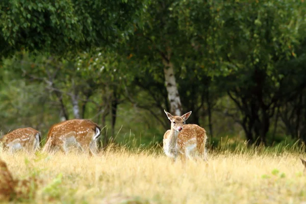 Fallow deer doe in a clearing — Stock Photo, Image