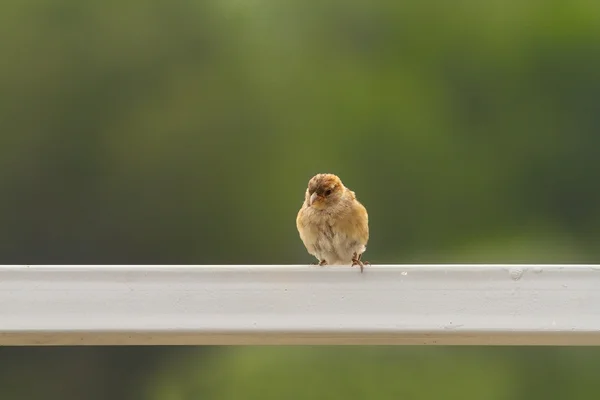 Ženské house sparrow — Stock fotografie