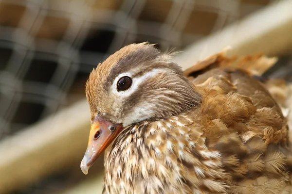 Female mandarin duck closeup — Stock Photo, Image