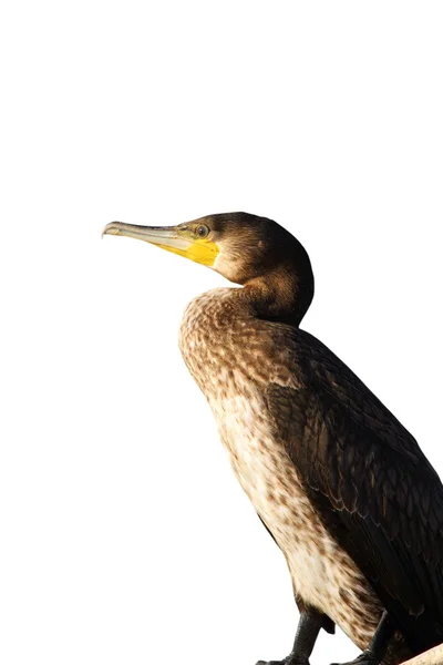 Great cormorant isolated on white — Stock Photo, Image