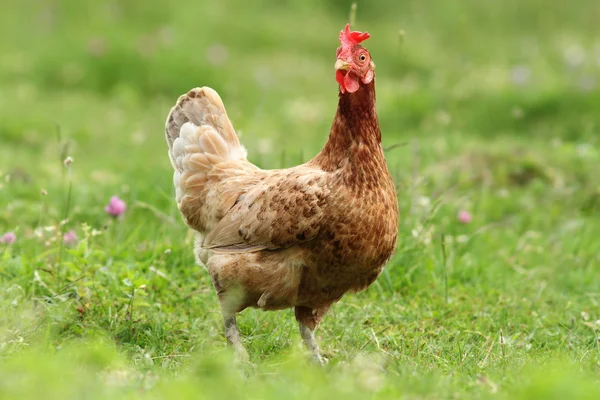 Hen looking at the camera — Stock Photo, Image