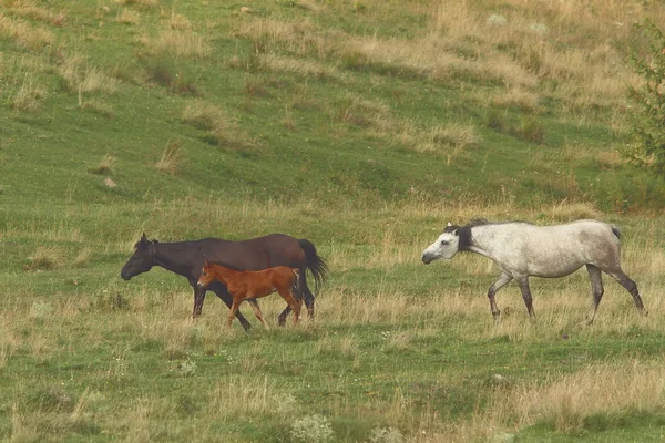 Horse family near the farm — Stock Photo, Image