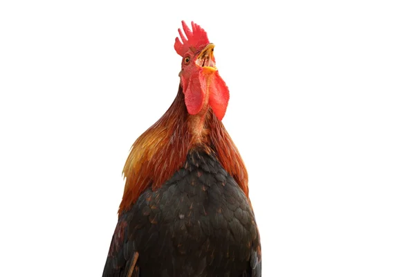 Gallo colorido aislado cantando — Foto de Stock