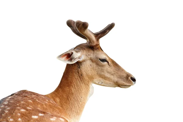 Isolated portrait of fallow deer stag — Stock Photo, Image