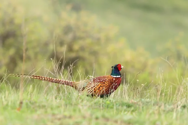 Mannelijke Fazant in groene gras — Stockfoto