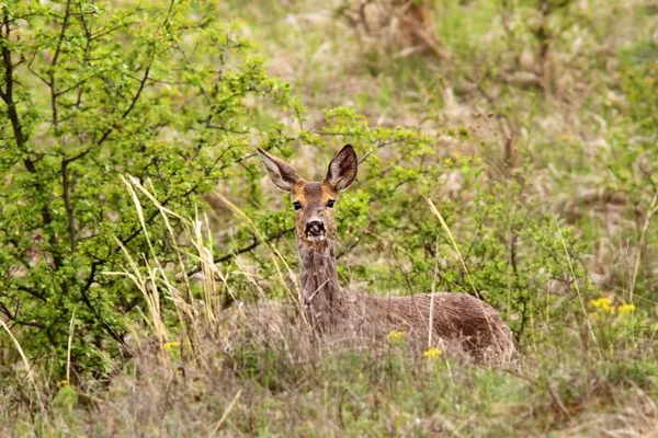 Roe deer doe in the bushes — Stock Photo, Image