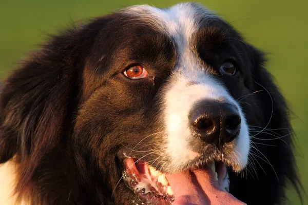 Retrato de perro pastor rumano — Foto de Stock