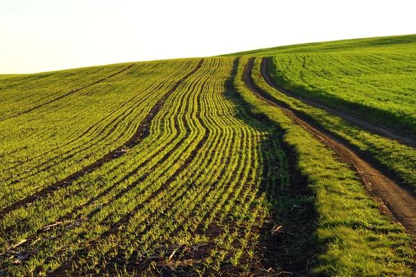 Buğday alan bahar — Stok fotoğraf
