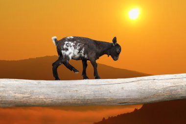 courageous kid goat on tree trunk clipart