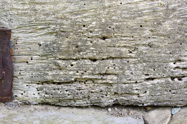 Επίθεση των xylophagous των εντόμων σε παλιό ξύλο — Φωτογραφία Αρχείου