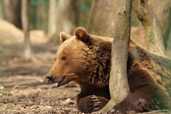 Niewoli niedźwiedź brunatny — Zdjęcie stockowe