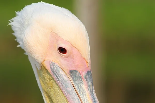 Close up on great pelican head — Stock Photo, Image