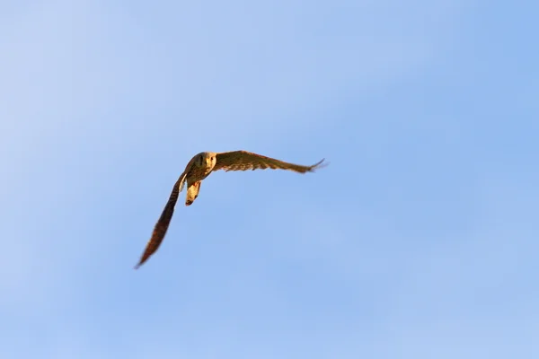 カメラに向かって飛ぶチョウゲンボウ — ストック写真