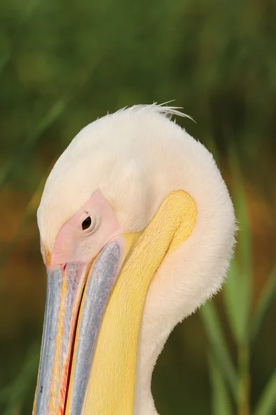 Great pelican portrait over green background — Stock Photo, Image