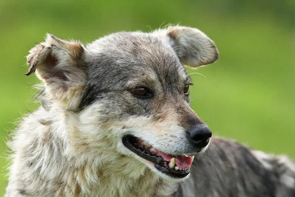 Retrato de perro gris salvaje —  Fotos de Stock