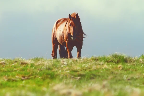 Horse on top of the hill — Stock Photo, Image