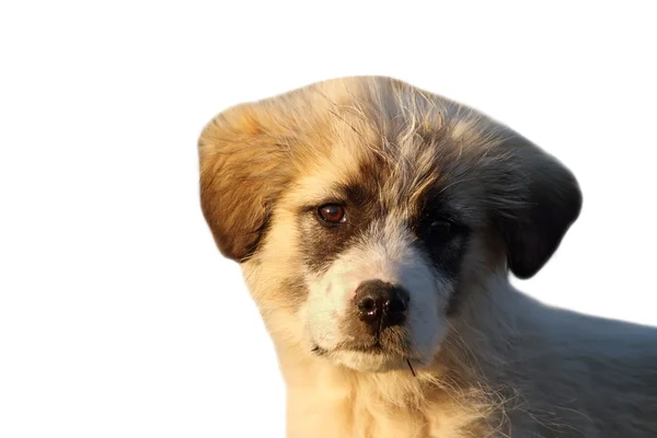 Retrato aislado de cachorro pastor rumano —  Fotos de Stock