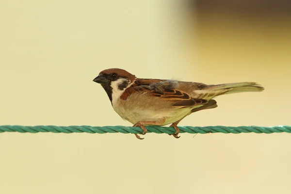 Male house sparrow on green string — Stock Photo, Image