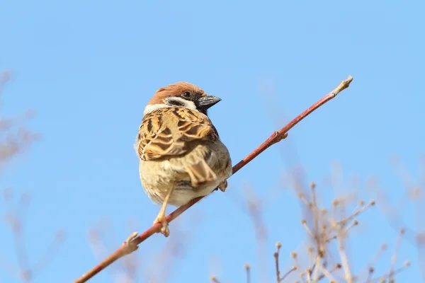 Mannelijke sparrow op twig over blauwe hemel — Stockfoto