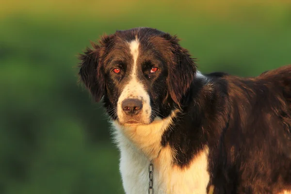 Portrait of romanian shepherd dog — Stock Photo, Image