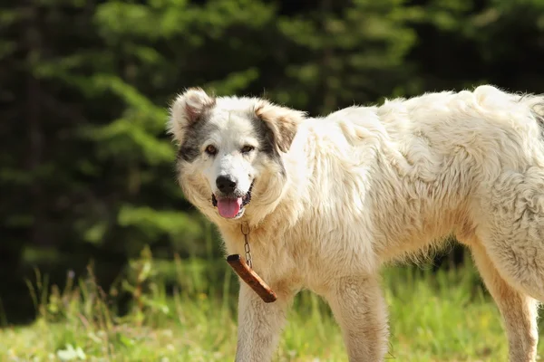 Anjing gembala romanian menutup — Stok Foto