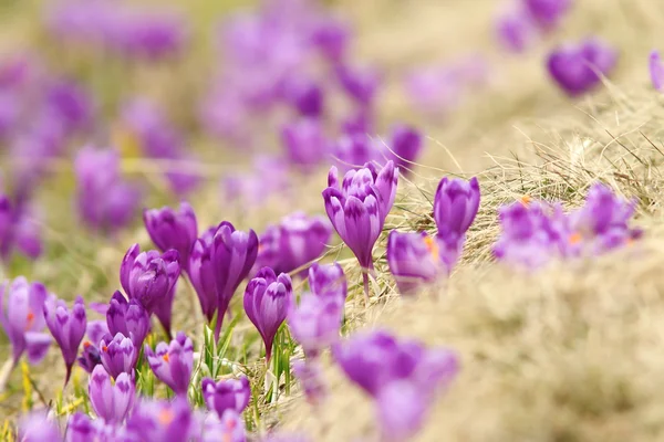 Crocos de primavera em prado de montanha — Fotografia de Stock