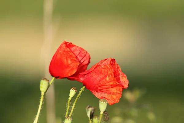 Wild poppies blown by the wind — Stock Photo, Image