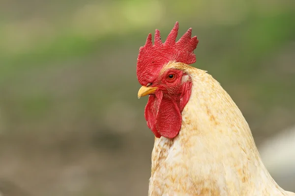 White rooster portrait — Stock Photo, Image