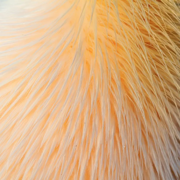 Texture of great pelican feathers — Stock Photo, Image