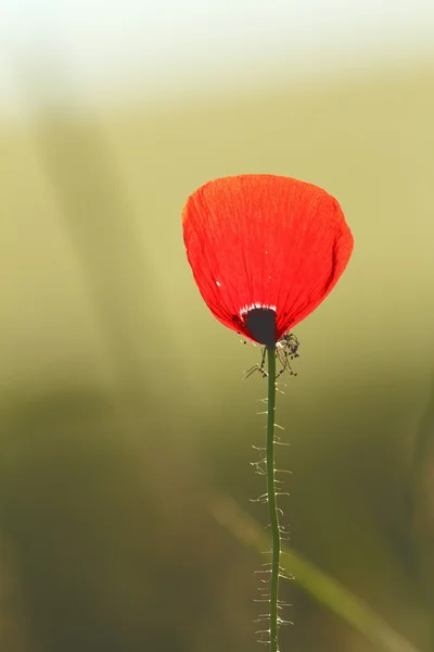 Vilda vallmo blomma — Stockfoto