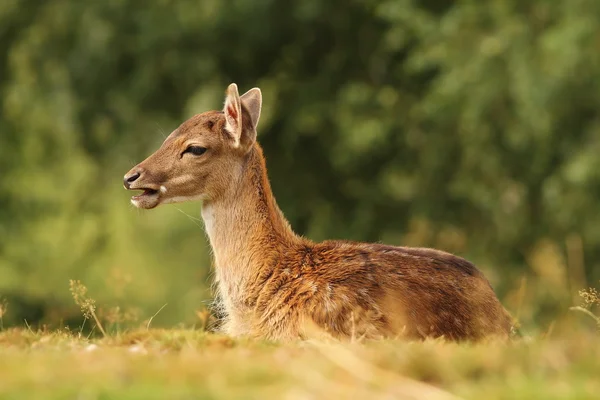 Young fallow deer standing in the grass — Stock Photo, Image