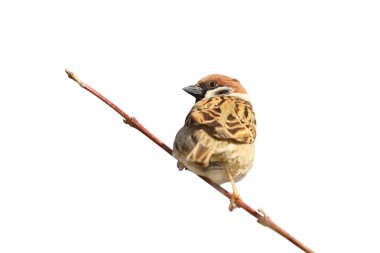 house sparrow on twig over white clipart