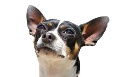 bir chihuahua köpek izole portresi