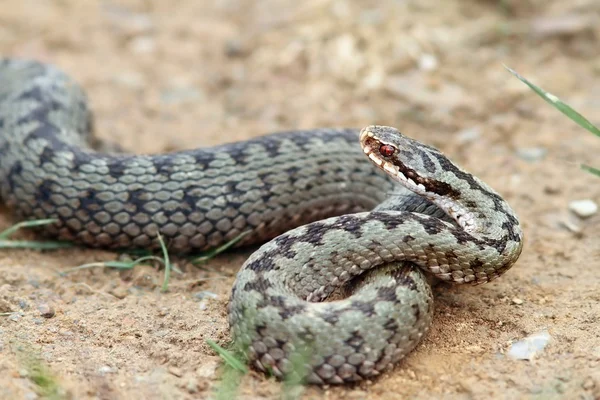 Női vipera készen áll a sztrájk — Stock Fotó